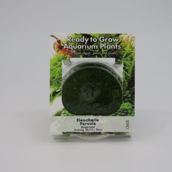 Ready to Grow - Eleocharis parvula