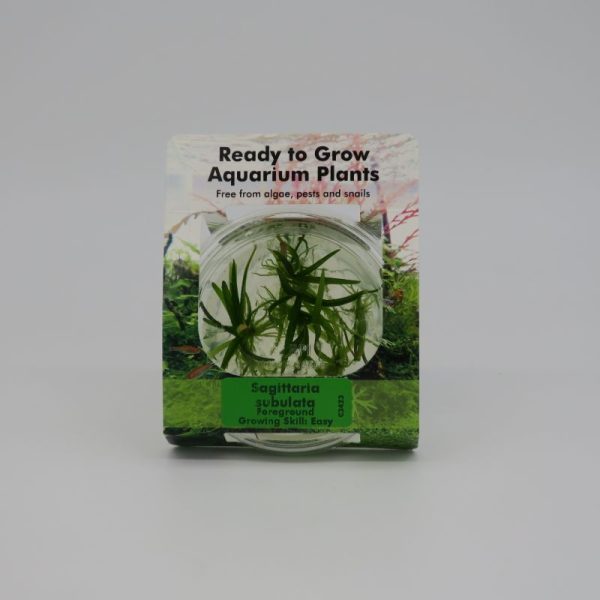 Ready to Grow - Sagittaria subulata