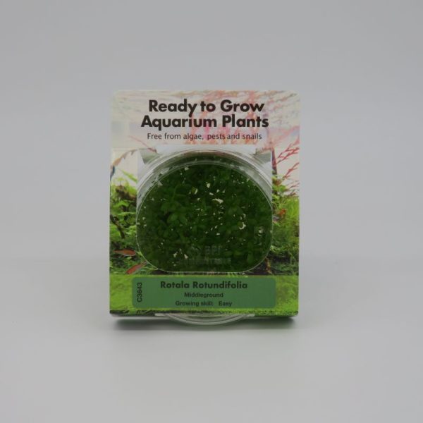 Ready to Grow - Rotala Rotundifolia