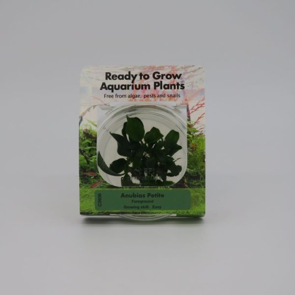 Ready to Grow - Anubias 'Petite'