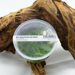 Rare Moss ADA Callicostella Prabaktiana – Authentic Live Aquarium Plant, Easy Beginner Bundle (Freshwater)
