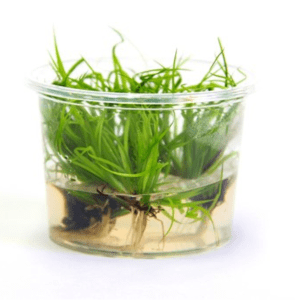 Dennerle - Juncus repens Tissue Culture