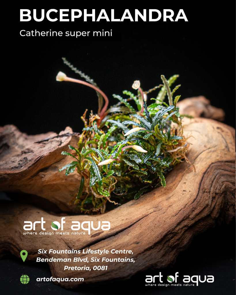 Baka - Bucephalandra catherine super mini
