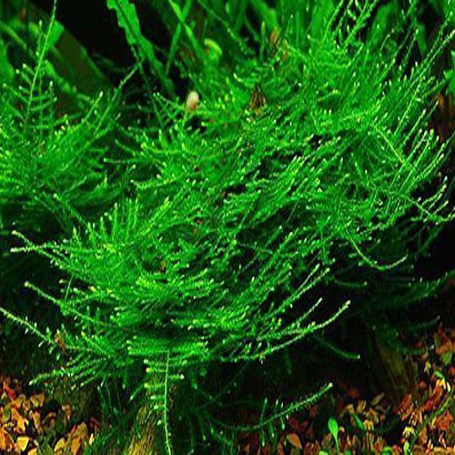 Baka-Vesicularia Montagnei 'Christmas Moss' - Portion