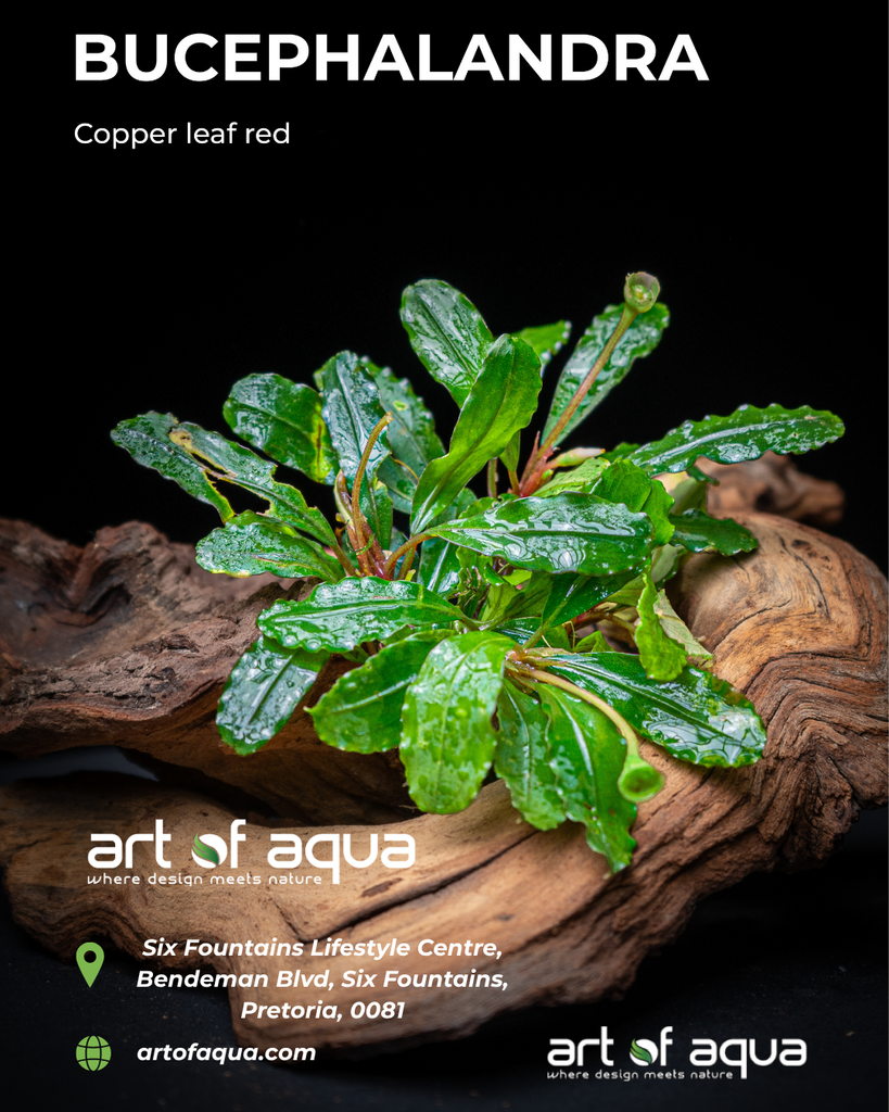Baka - Bucephalandra copper leaf red