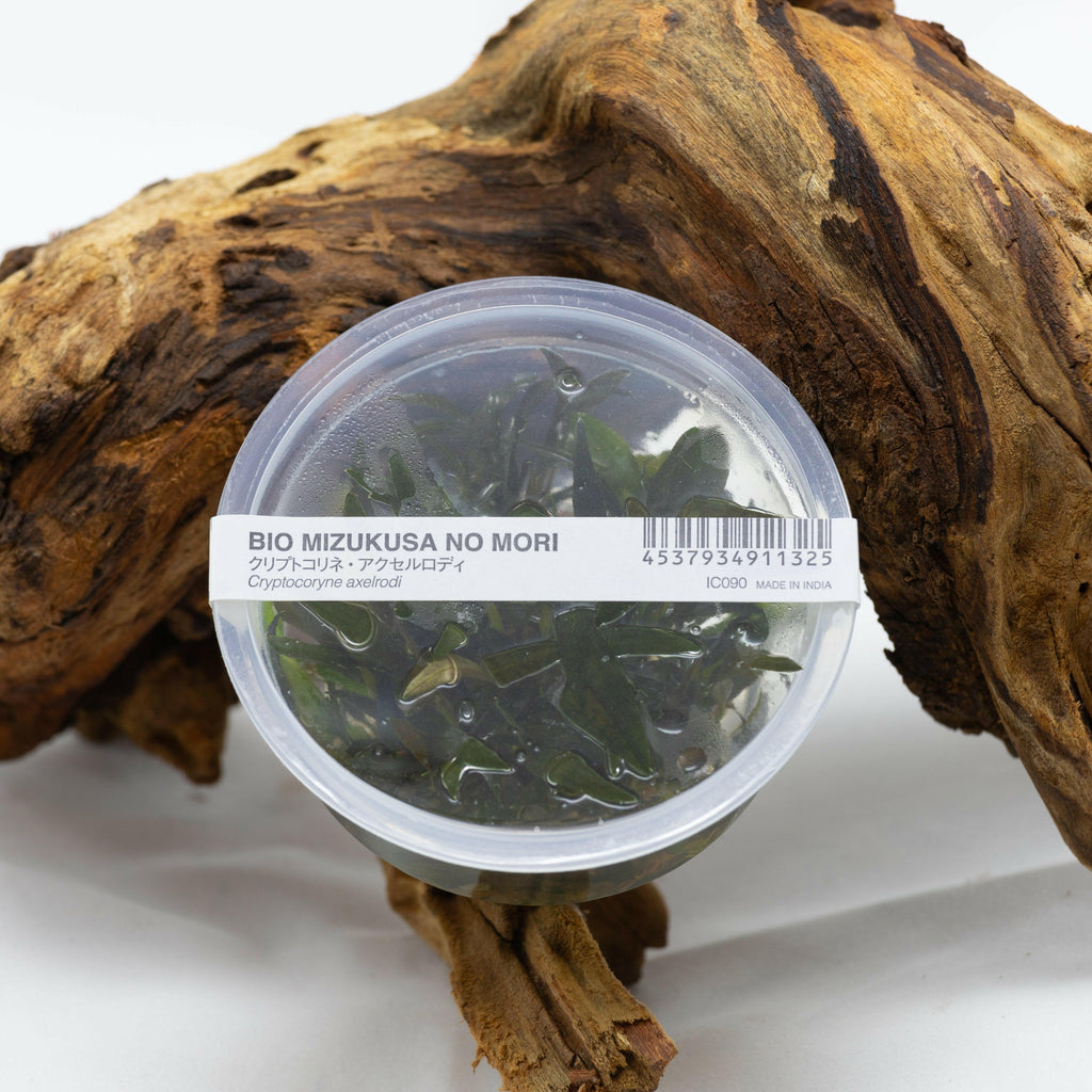 ADA - Cryptocoryne axelrodi TC Cup-S