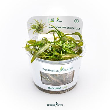 Dennerle - Cryptocoryne crispatula TC