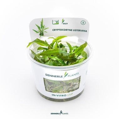 Dennerle - Cryptocoryne usteriana TC