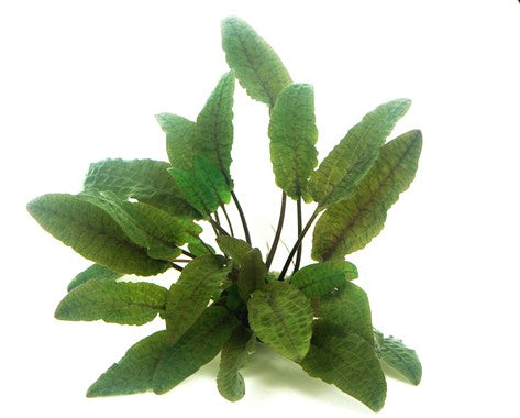 Dennerle - Cryptocoryne wendtii 'Brown'