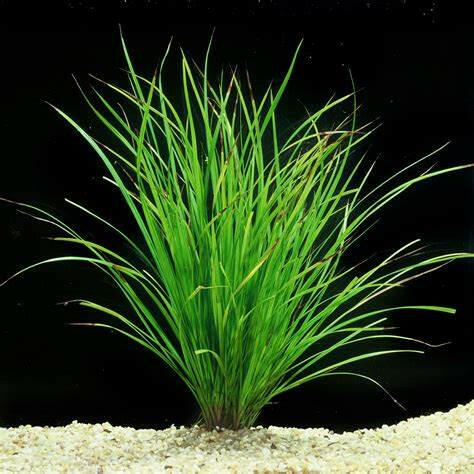 Baka - Cyperus helferi