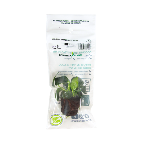 Dennerle - Anubias barteri var. nana, mehrtriebig