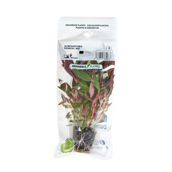 Dennerle - Alternanthera reineckii 'Red'