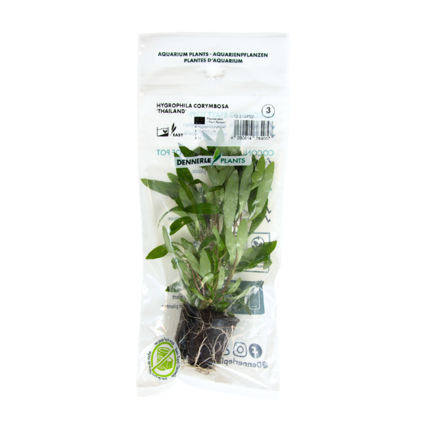 Dennerle - Hygrophila corymbosa 'Thailand'