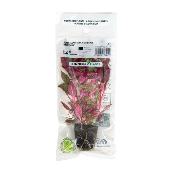 Dennerle - Alternanthera reineckii 'Red Ruby'