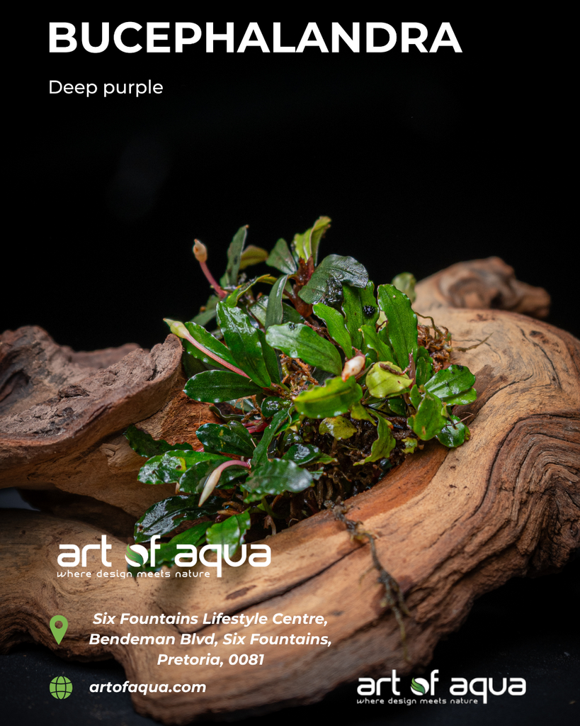 Baka -Bucephalandra deep purple