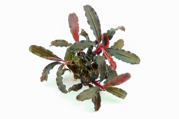 Dennerle - Bucephalandra sp. 'Red Scorpio'