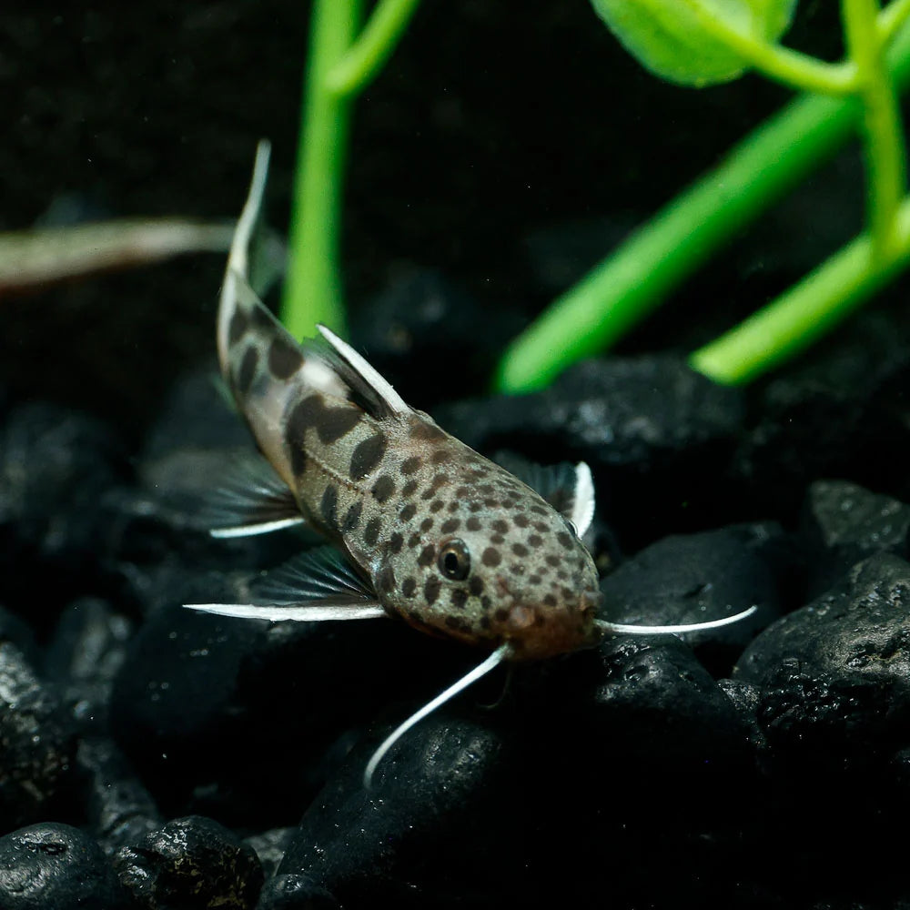 Synodontis petricola (dwarf lake synodontis)