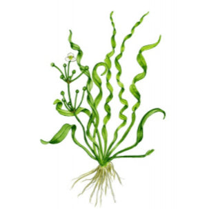 Baka - Echinodorus angustifolia