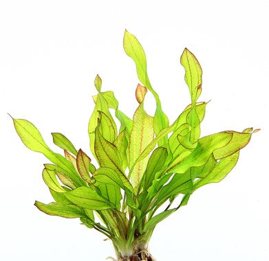 Dennerle - Echinodorus Green Chamäleon