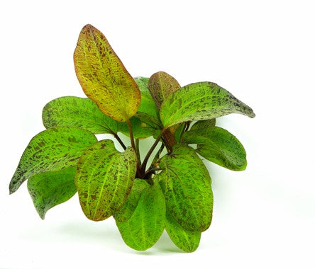Dennerle - Echinodorus 'Ozelot'