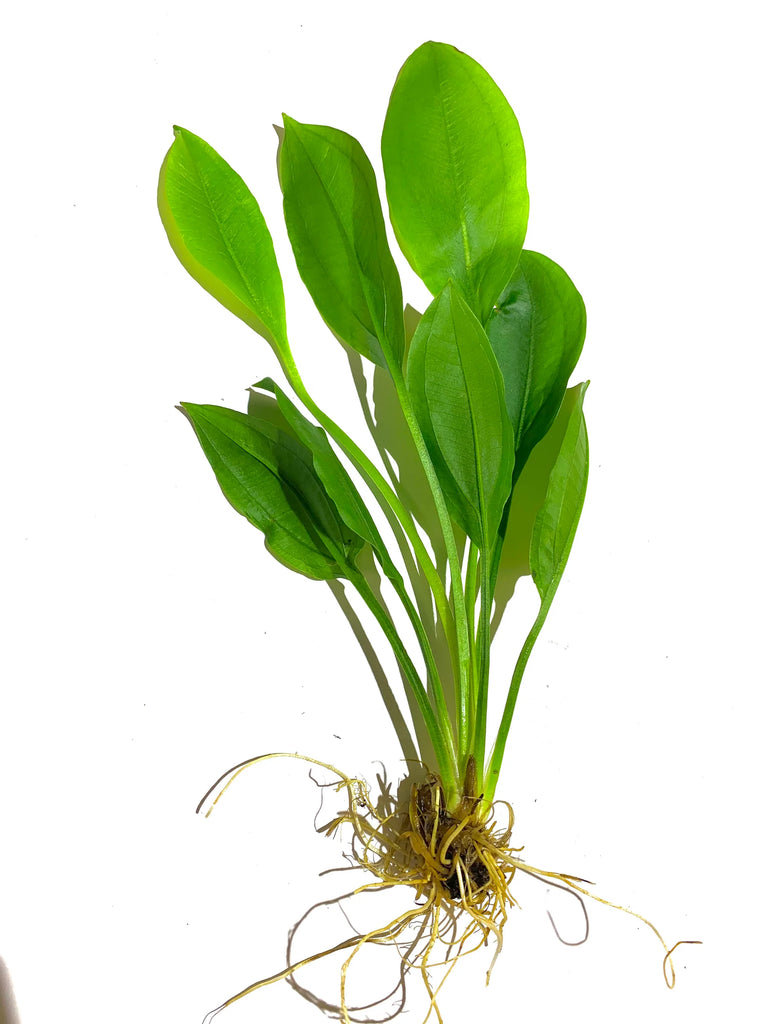 Echinodorus blehri