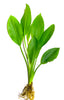Echinodorus decumbens