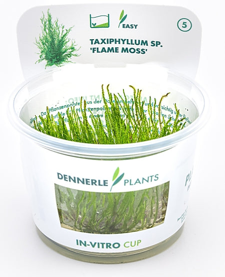 Dennerle - Taxiphyllum sp. 'Flame Moss'
