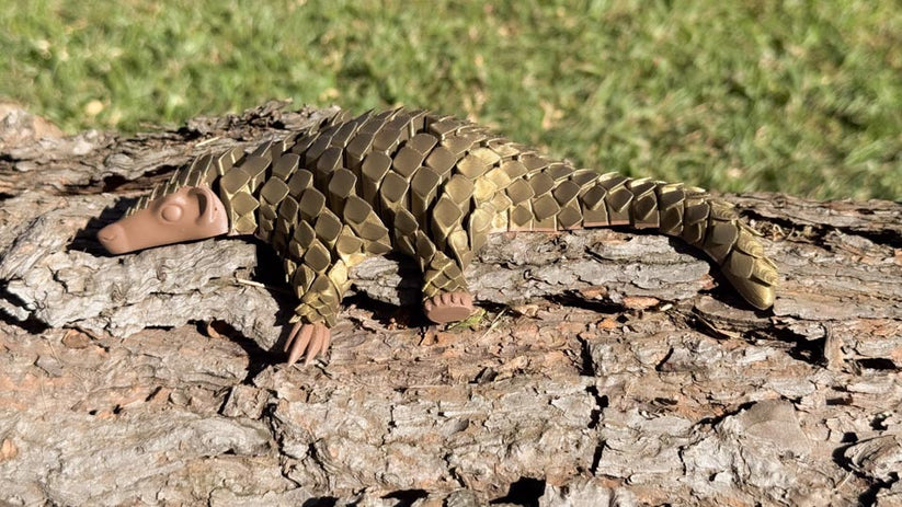 Pangolin: Ambassador Animal