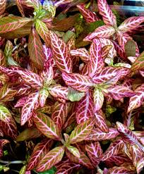 Baka - Hygrophilo Polysperma Rosanervig