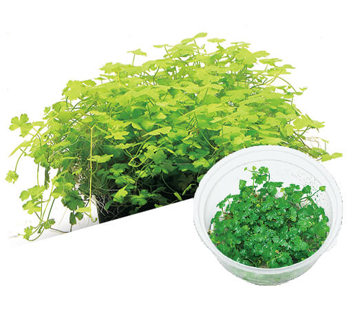 ADA - Hydrocotyle tripartita