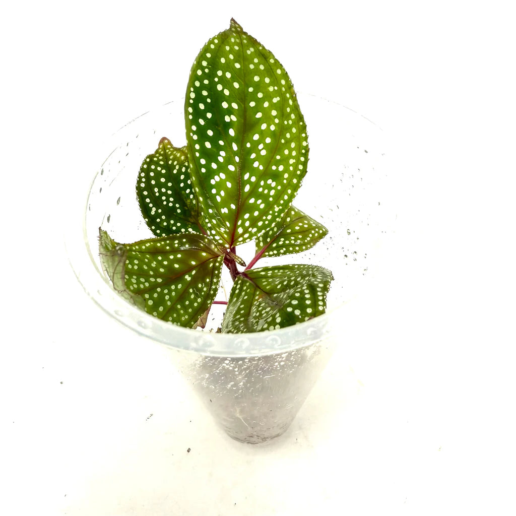 ADA - Sonerila calophylla 'Phang Nga' TC Cup-M