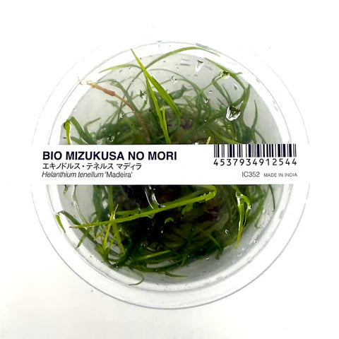 ADA - Helanthium tenellum 'Madeira'