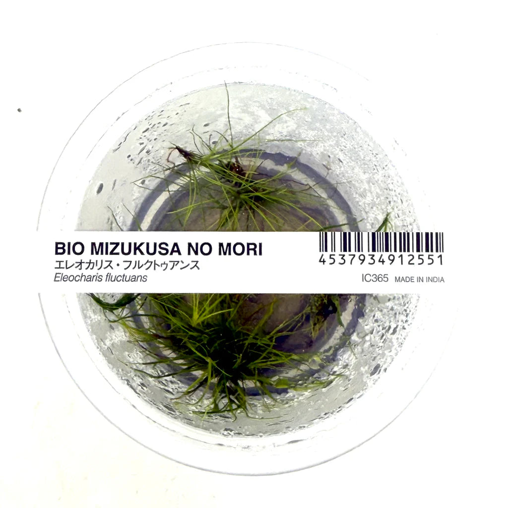 ADA - Eleocharis fluctuans