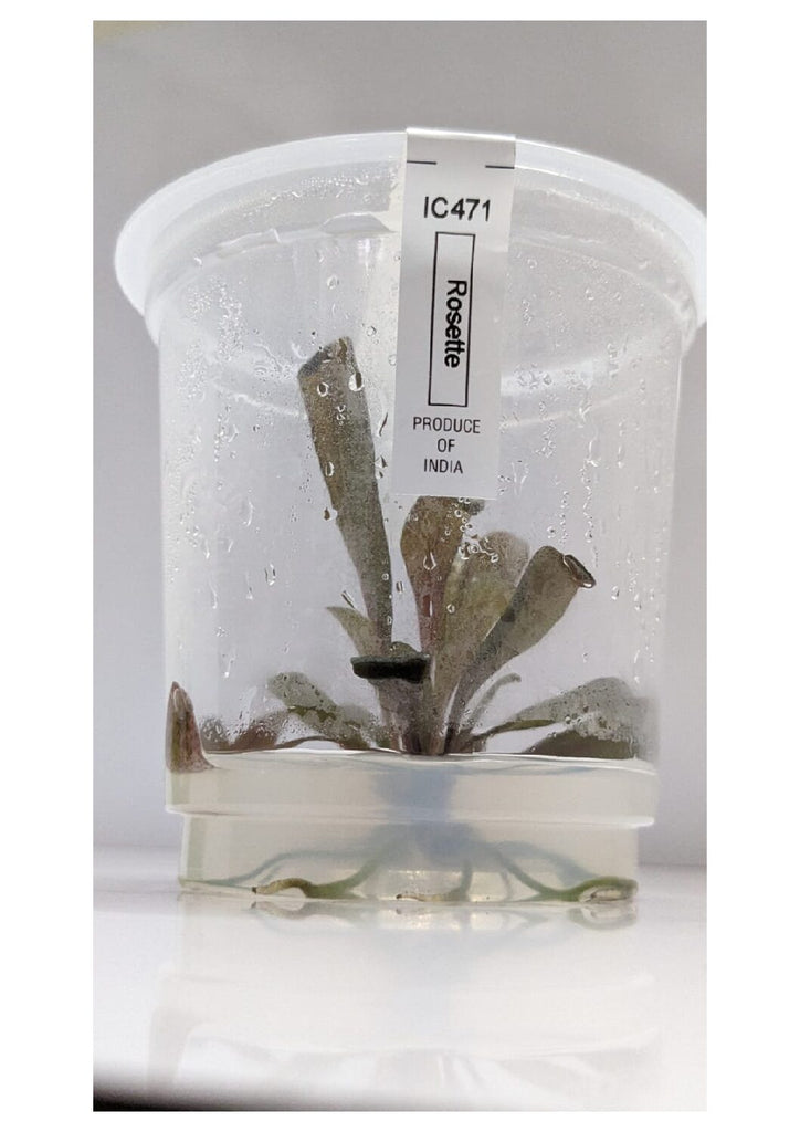 ADA - Samolus parviflorus 'red' TC Cup-M