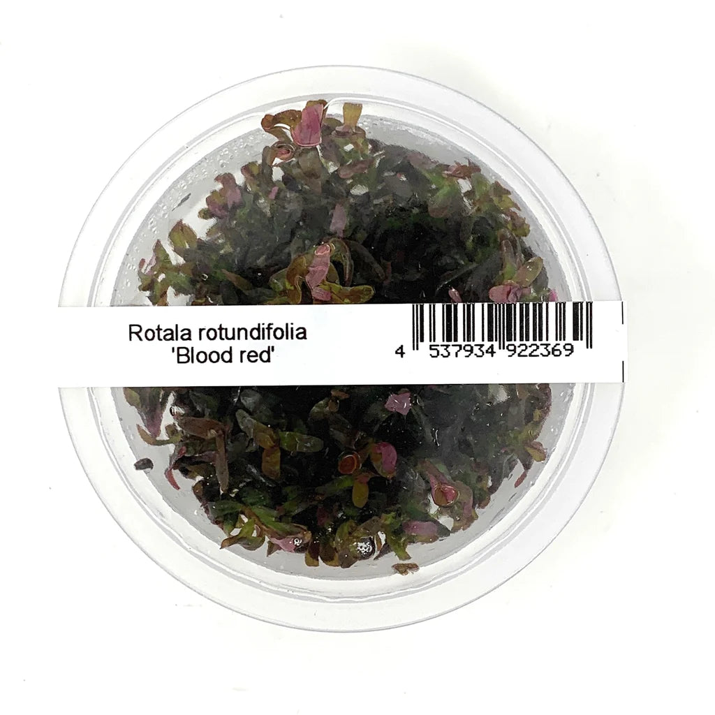 ADA - Rotala sp. Blood  Red TC-S