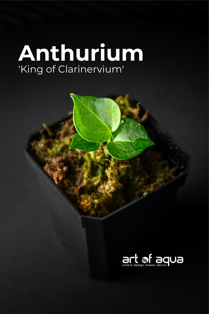 Horizon- Anthhurium King Clarinervium