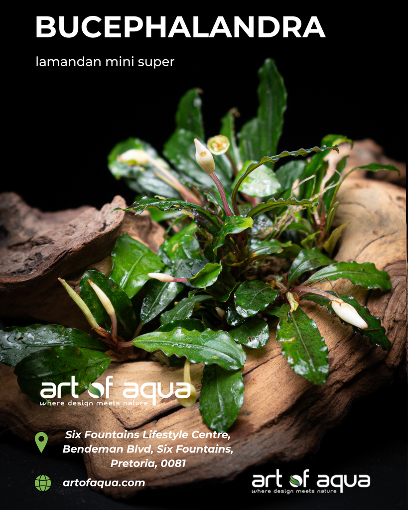Bucephalandra sp. Lamandau mini super