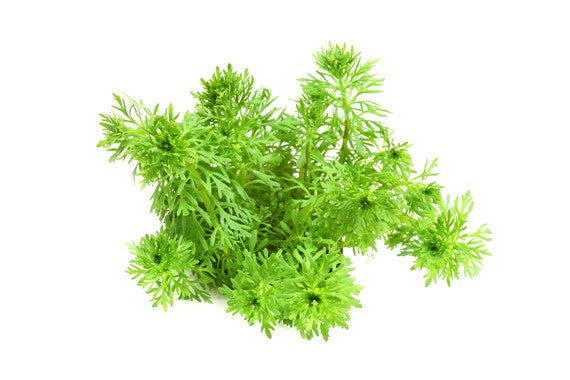 Dennerle - Limnophila sessiliflora