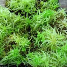 Horizon - Live Sphagnum Moss(cup)