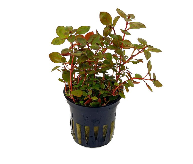 Epic Aquatics - Ludwigia repens 'super red'