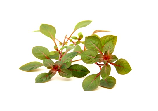 Dennerle - Ludwigia spec. Super Red