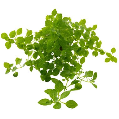 Dennerle - Ludwigia palusrus 'Green'