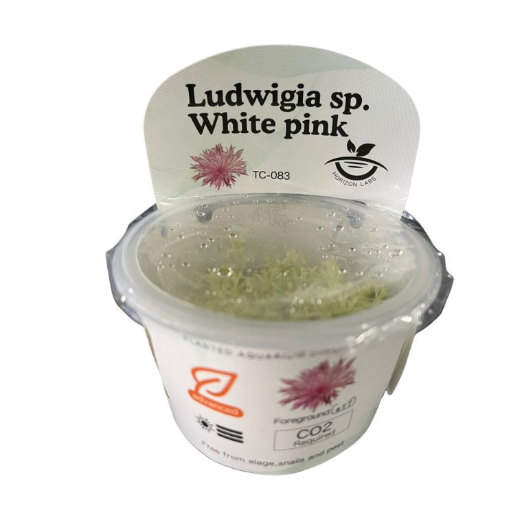 Horizon - Ludwigia sp. White pink