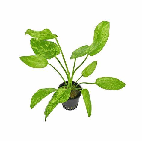 Baka - Echinodorus cordifolius ‘Marble Queen’