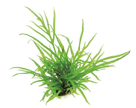 Dennerle - Microsorum Pteropus Trident - Pot