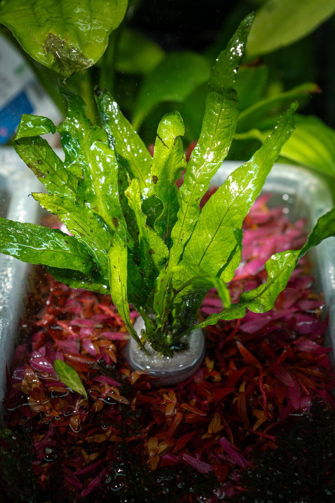 baka - Microsorium pteropus 'Grand Leaf'