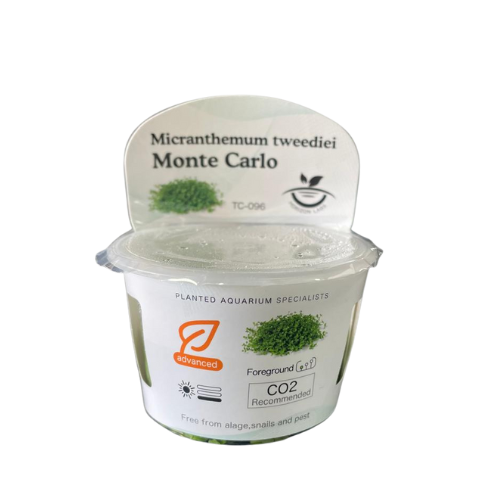 Horizon - Micranthemum tweediei 'Monte Carlo'