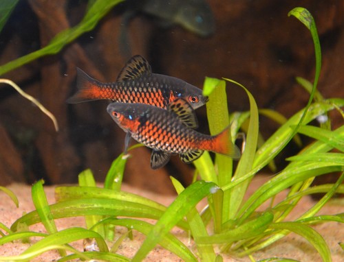 Pethia padamya (Odessa Barb)