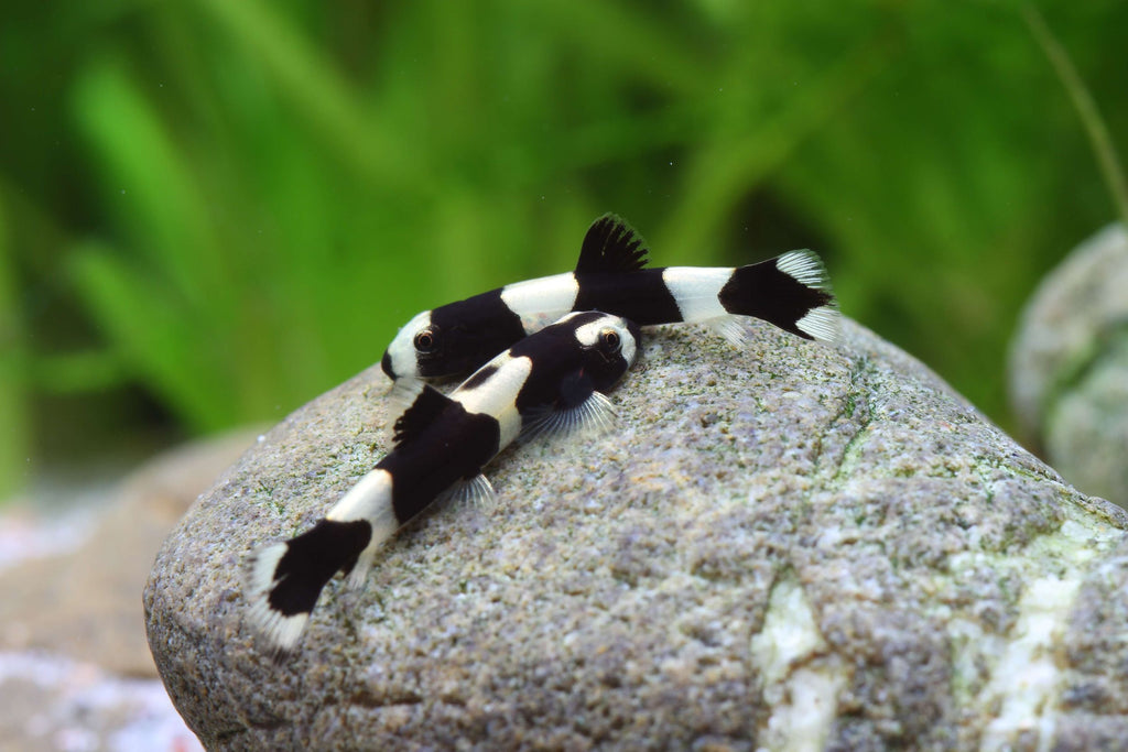 Protomyzon Pachychilus (Panda Loach)-In store collection only