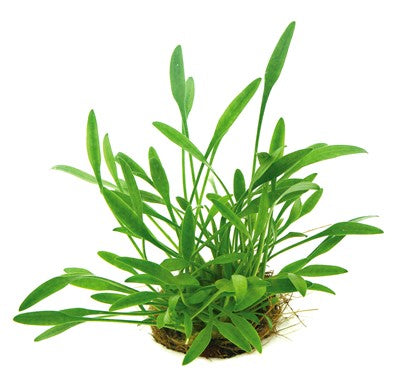 Dennerle - Cryptocoryne parva